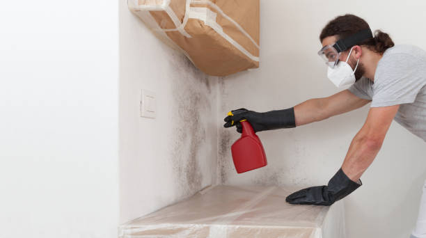 Professional Mold Remediation technician working in Capron, IL